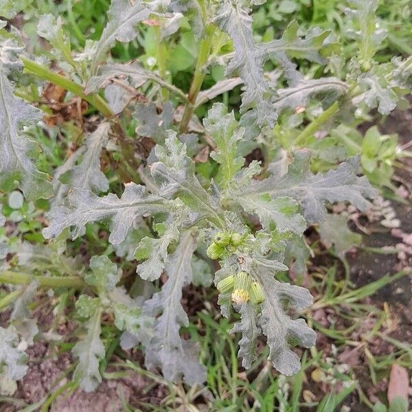 Senecio vulgaris Habitus