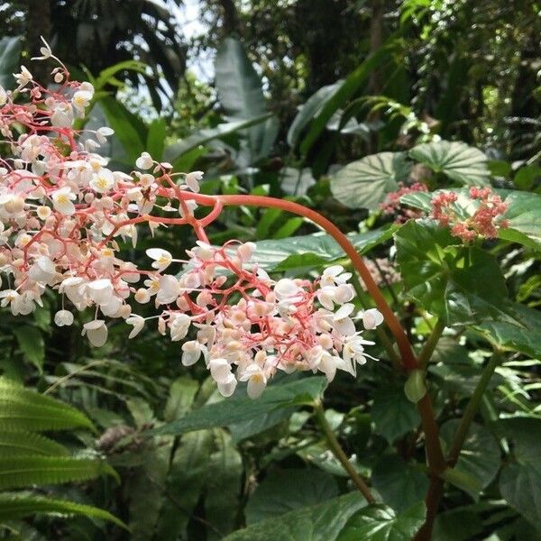 Begonia obliqua Çiçek