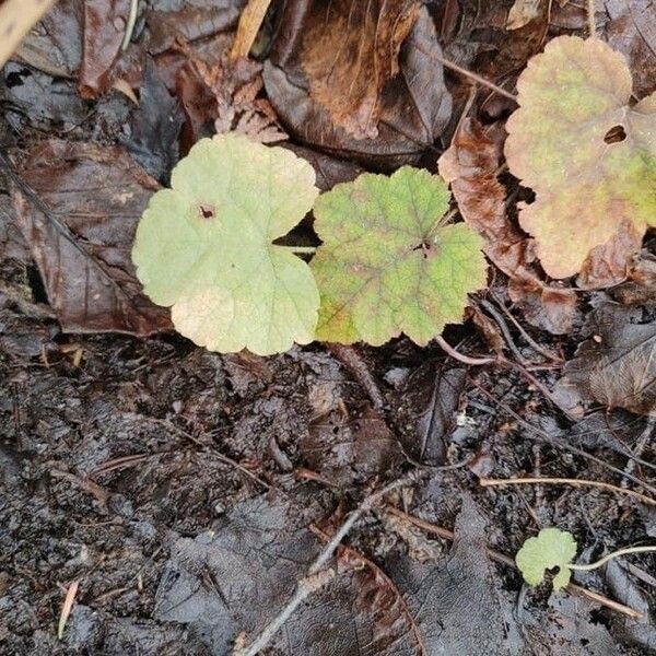 Heuchera richardsonii Hoja