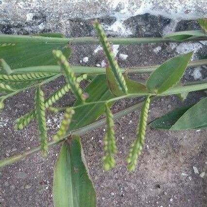 Echinochloa colonum 花