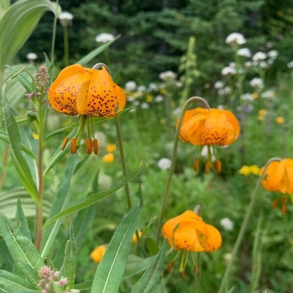 Lilium columbianum Flower