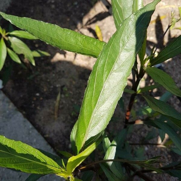 Ruellia simplex Leaf