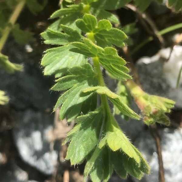 Geum reptans Lehti