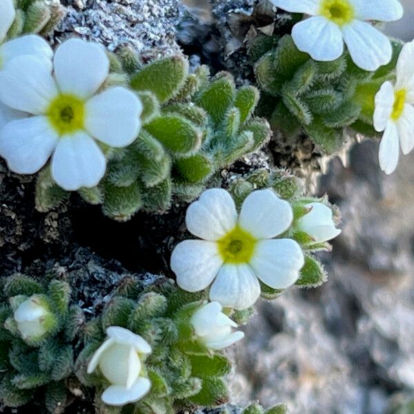 Androsace pubescens Flower