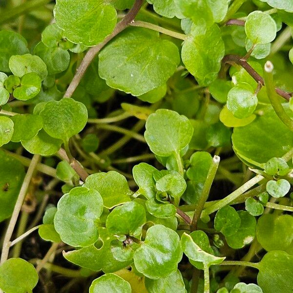 Nasturtium officinale Blad