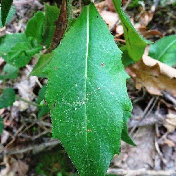 Hieracium sabaudum List