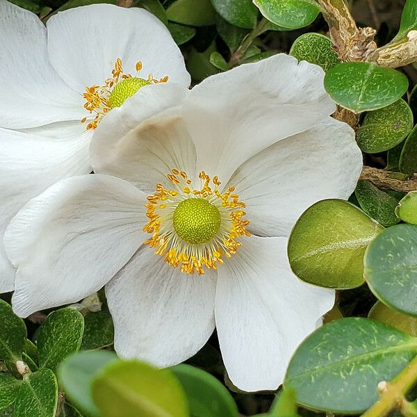 Eriocapitella hupehensis Flower