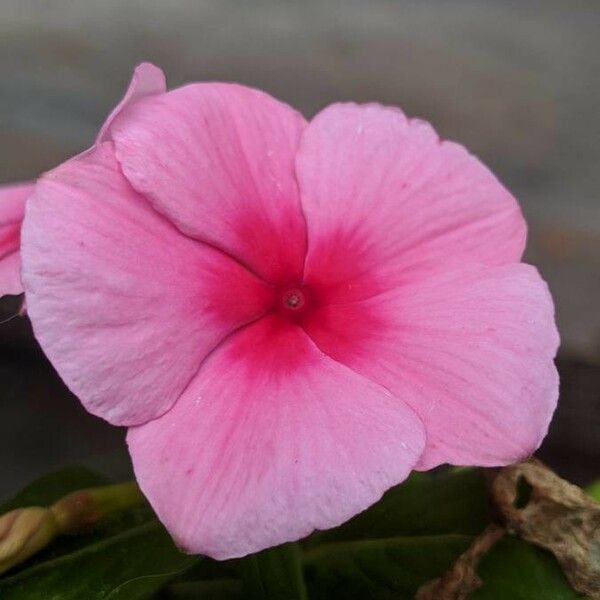 Catharanthus roseus Kvet