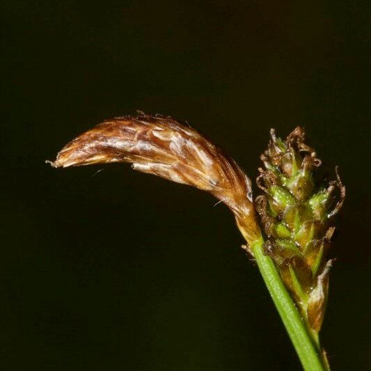 Carex umbrosa फल