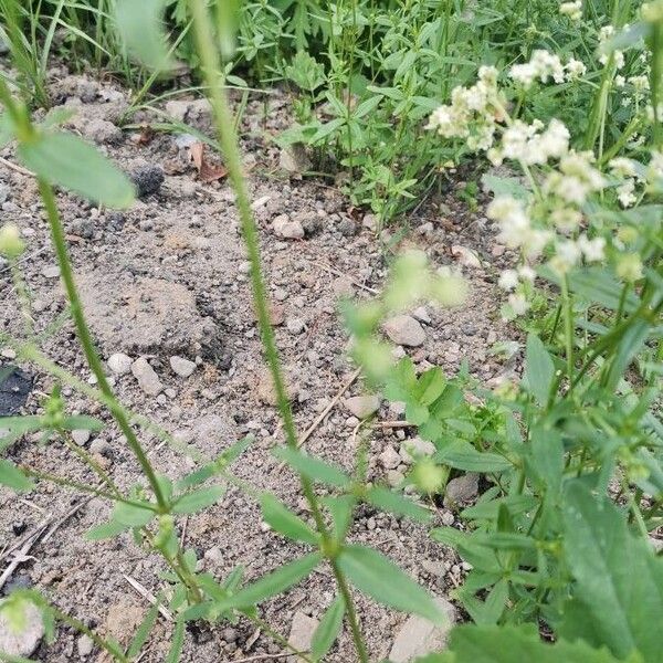 Galium album Leaf