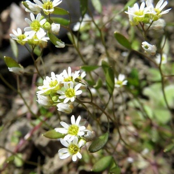 Erophila verna ফুল