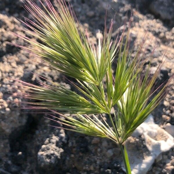 Bromus rubens 叶