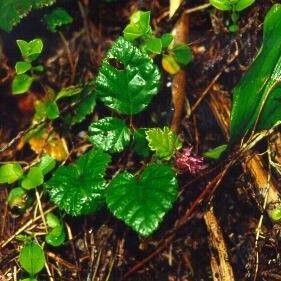 Rubus nivalis (Snow raspberry)