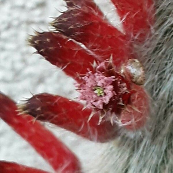 Cleistocactus baumannii 花