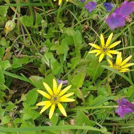 Arctotheca calendula आदत