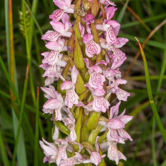 Dactylorhiza incarnata फूल