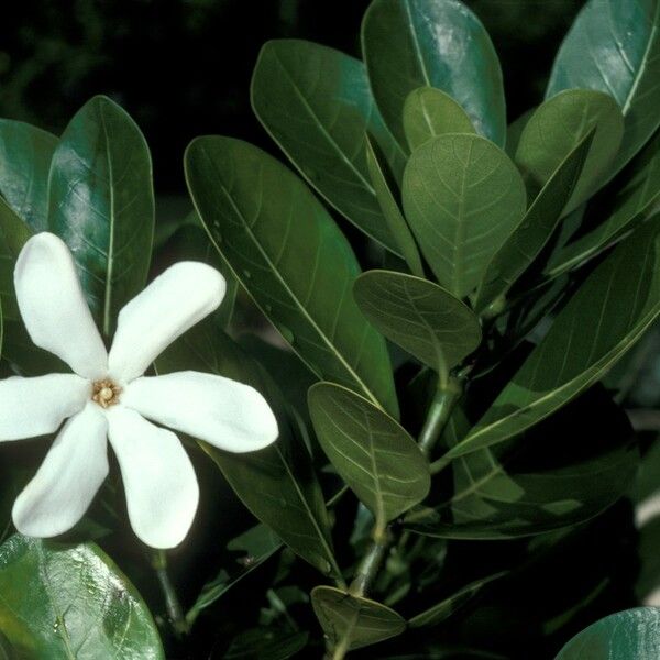 Gardenia taitensis ᱵᱟᱦᱟ