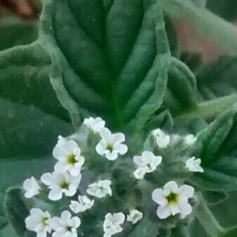 Heliotropium europaeum Blomst