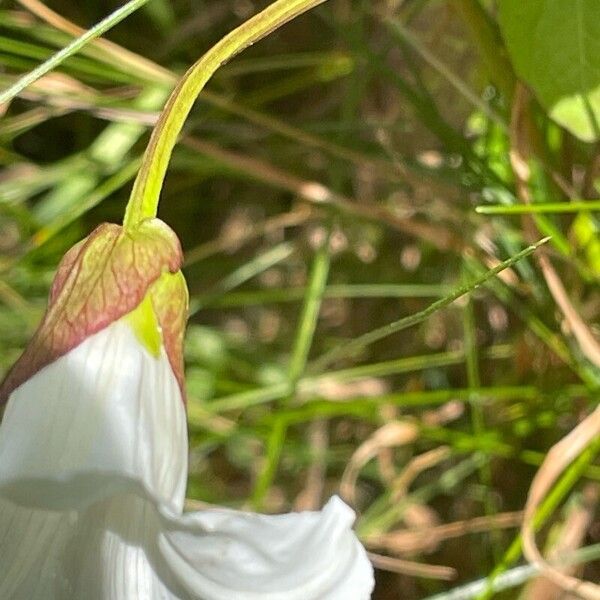 Calystegia sepium Sonstige