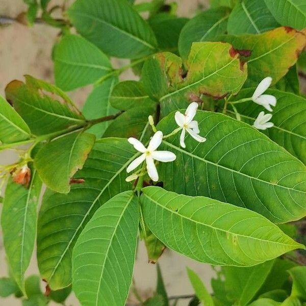 Holarrhena pubescens Blatt