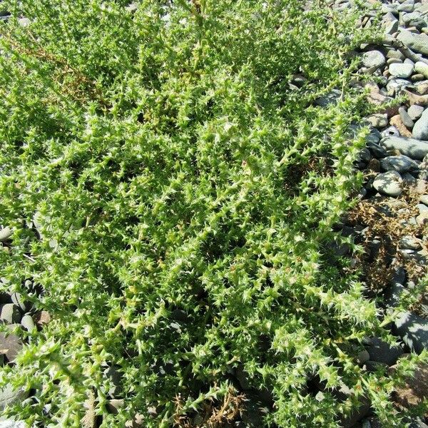 Salsola tragus Habitat