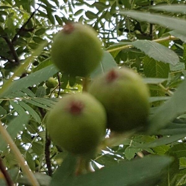 Sorbus domestica Ffrwyth