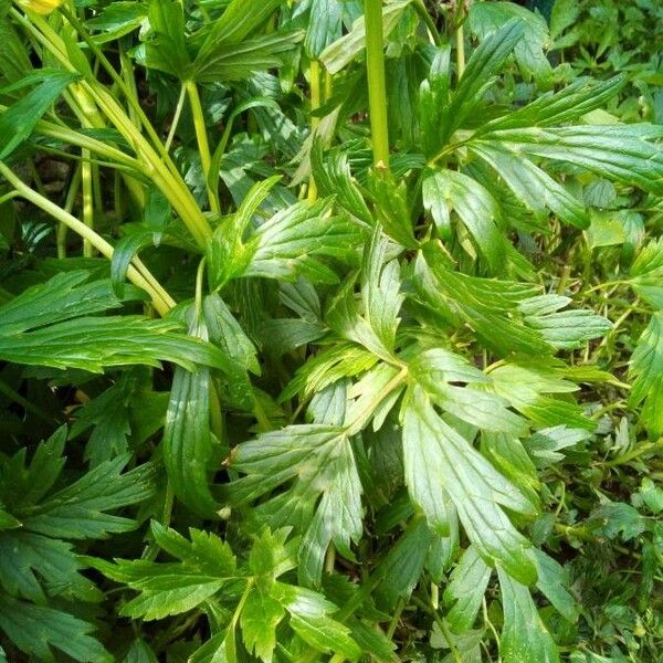 Ranunculus repens Hostoa