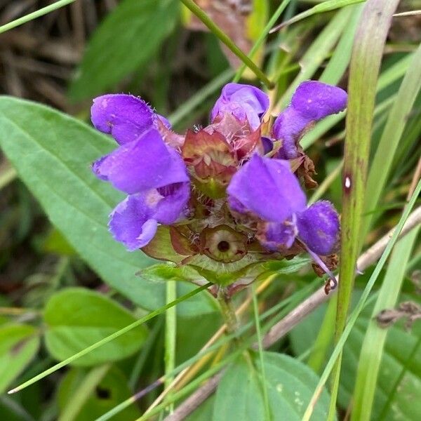 Prunella grandiflora 花