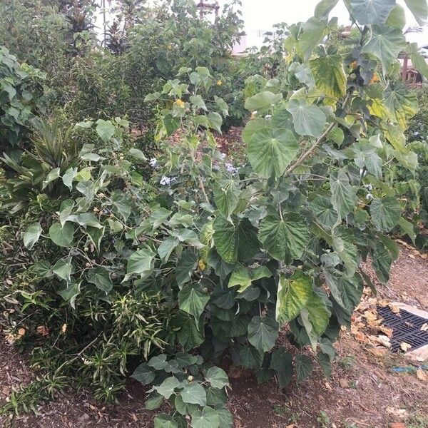 Abutilon exstipulare Elinympäristö