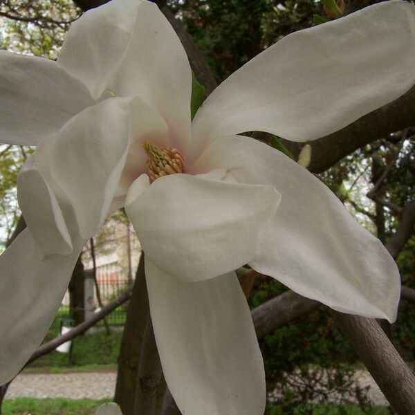 Magnolia cylindrica Bloem