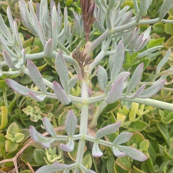 Crithmum maritimum Blatt