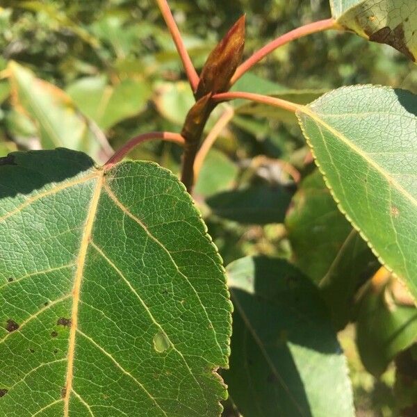 Populus tristis पत्ता