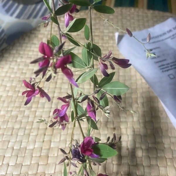 Lespedeza thunbergii फूल