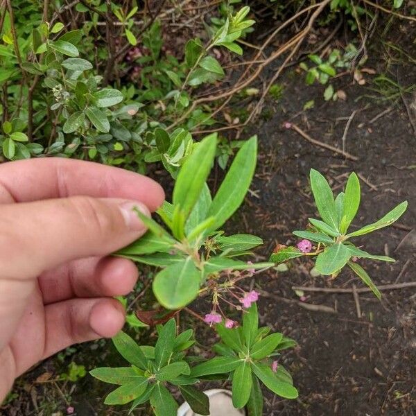 Kalmia angustifolia List