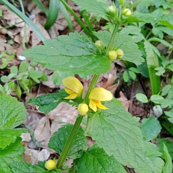 Lamium galeobdolon ᱛᱟᱦᱮᱸ