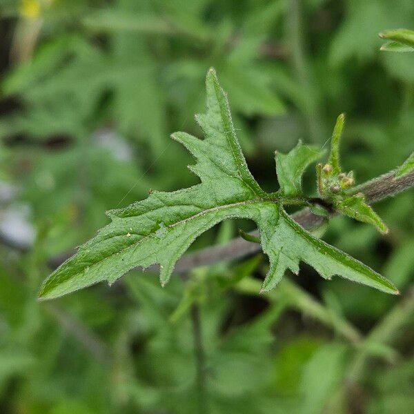 Sisymbrium officinale Folha