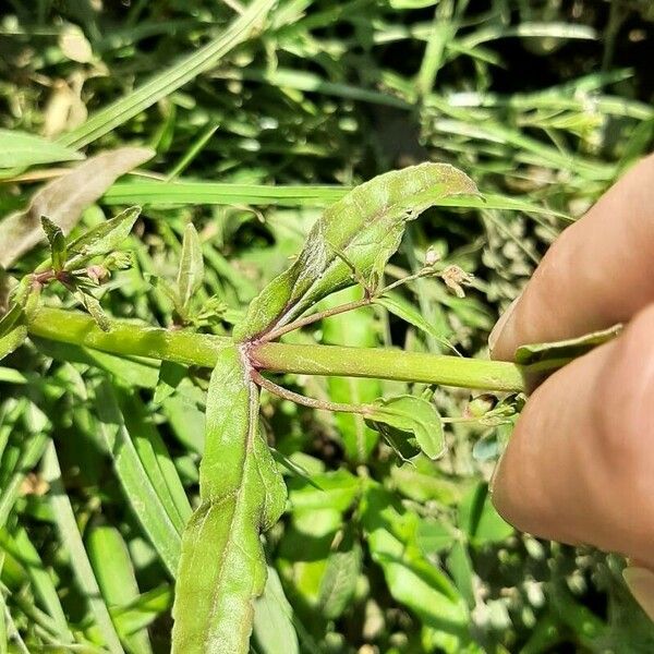 Veronica catenata Leaf