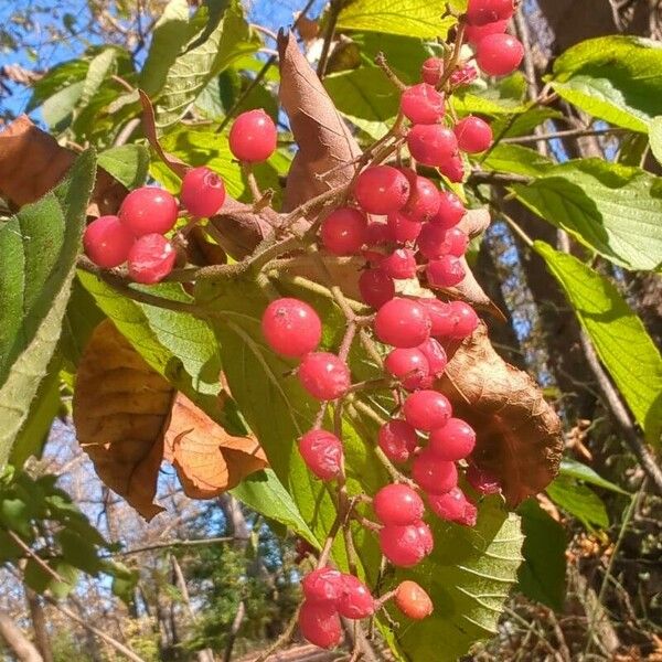 Viburnum dilatatum Frutto