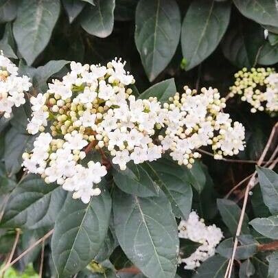 Viburnum tinus Квітка