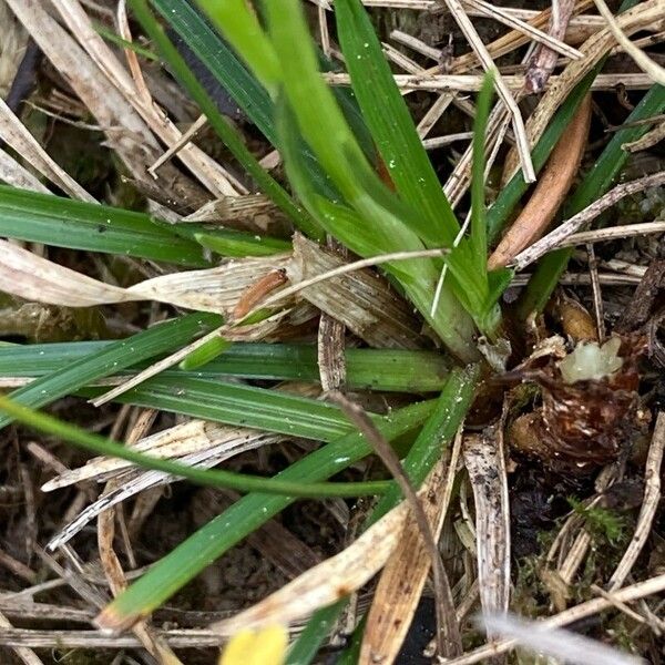 Carex caryophyllea Folla