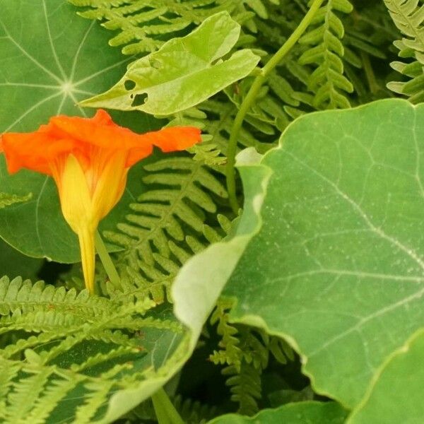 Tropaeolum majus Kukka