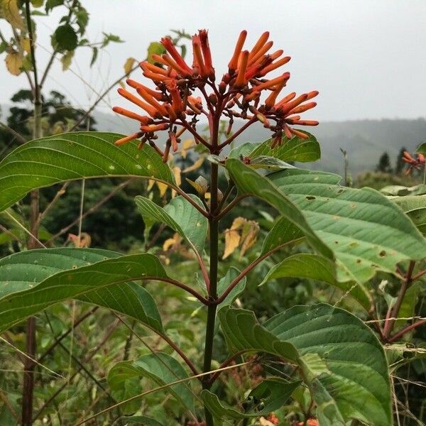 Hamelia patens Flors