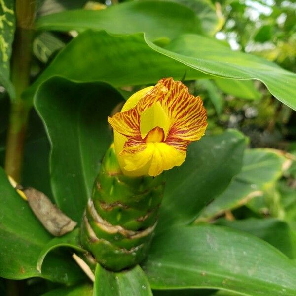 Costus pictus പുഷ്പം