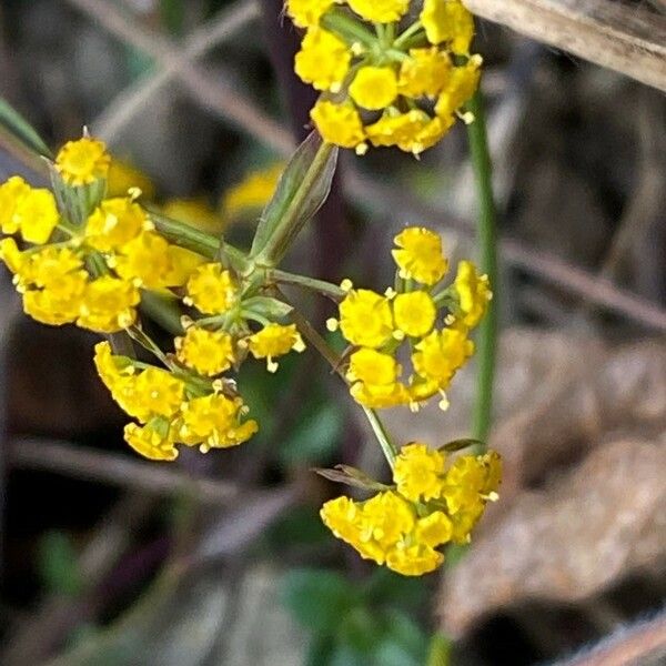 Bupleurum falcatum Fleur