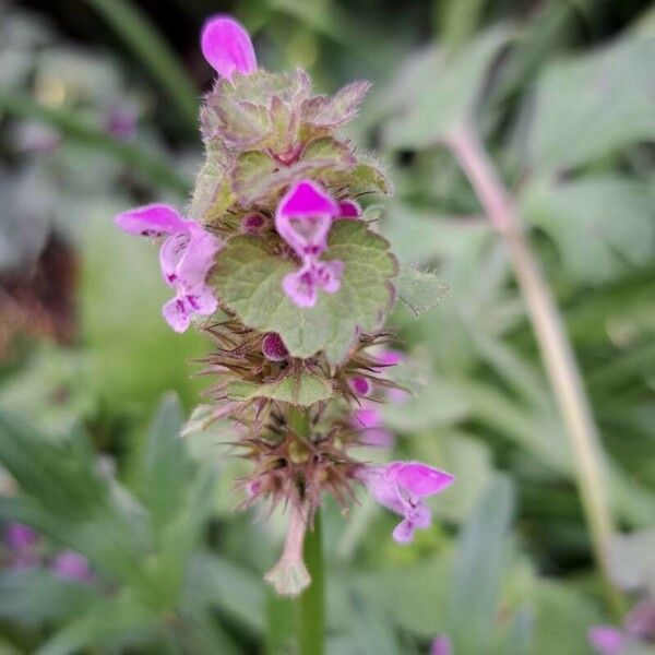 Lamium hybridum Květ