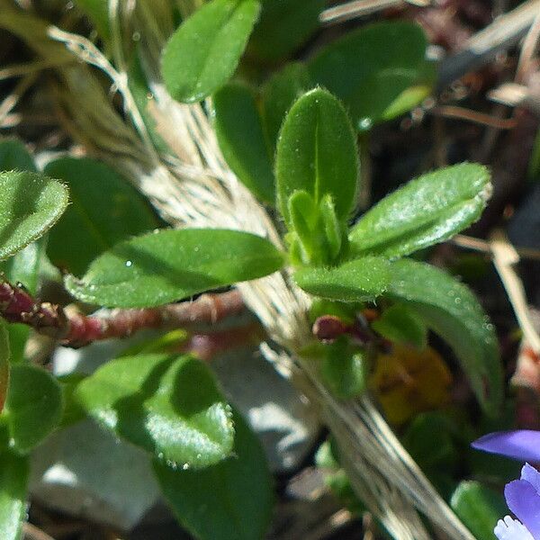 Polygala serpyllifolia Blad