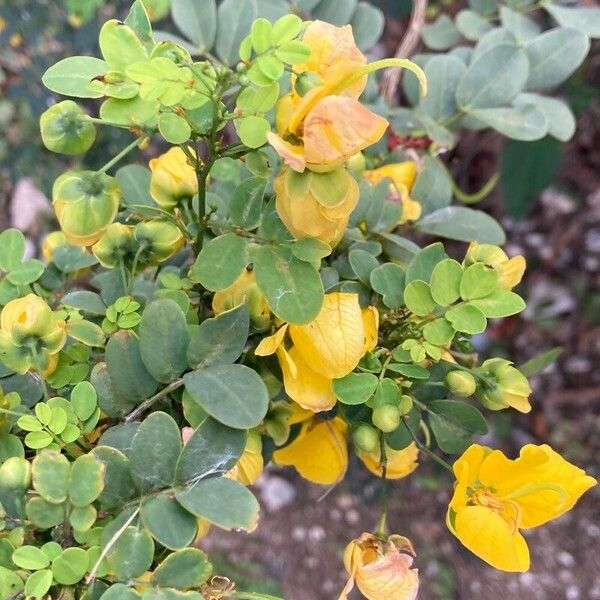 Senna surattensis Flor