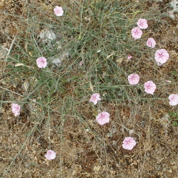 Convolvulus cantabrica Costuma