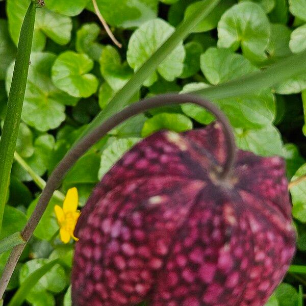 Fritillaria meleagris Deilen