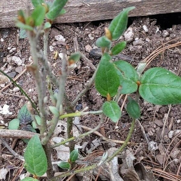 Shepherdia canadensis Leaf